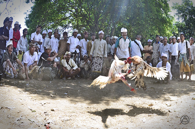 Sabung Ayam Dalam Budaya Indonesia - Bali, Toraja dan Jawa - Berita Sabung Ayam | Daftar S128 ...