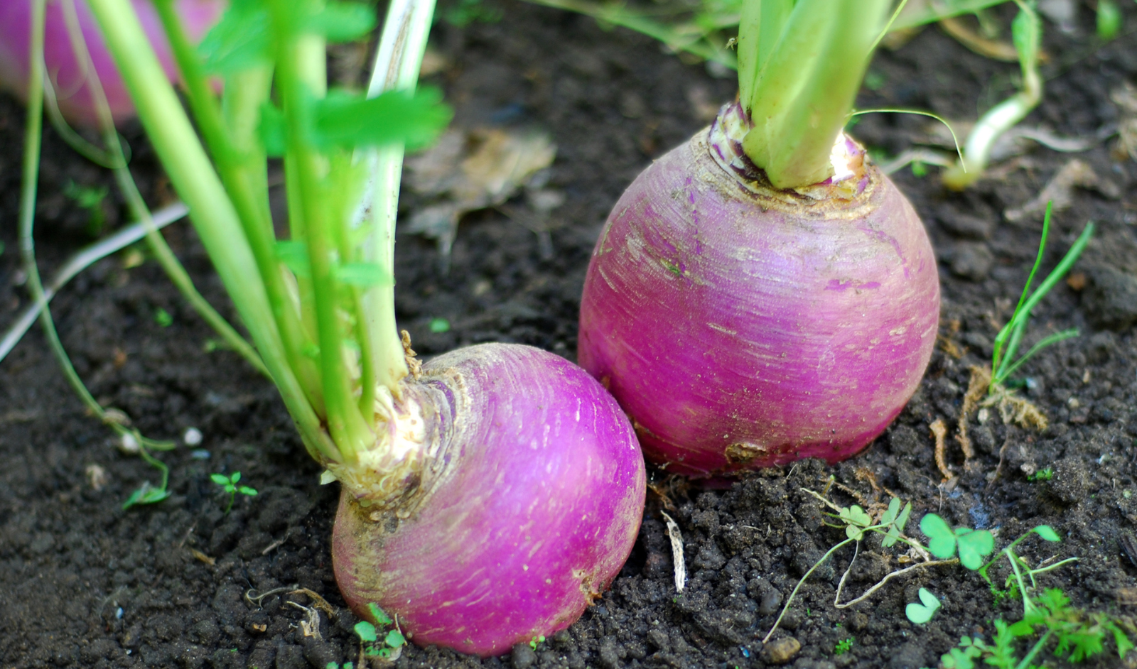 Vitamin Information And Well Being Advantages Of Turnip