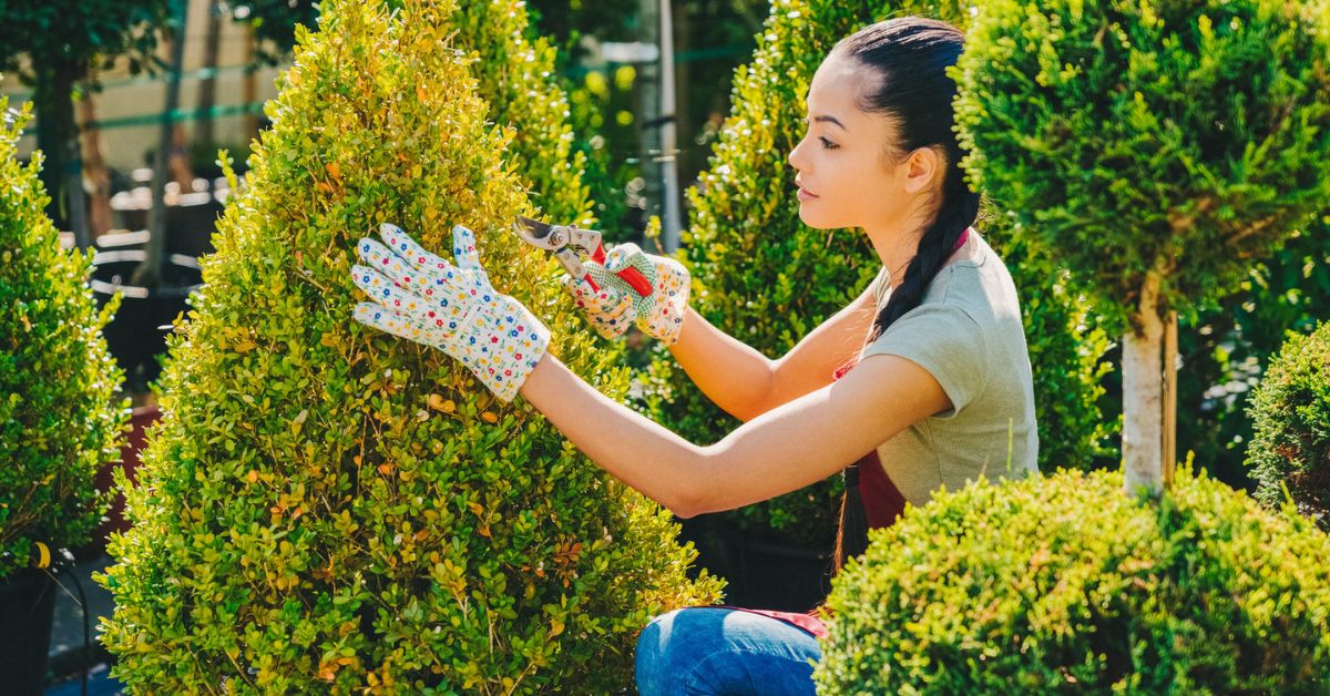 The Best and Amazing Top Tree Trimming Mistakes to Avoid