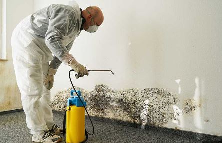 The Ultimate Guide to Best Mold Removal Services in Texas