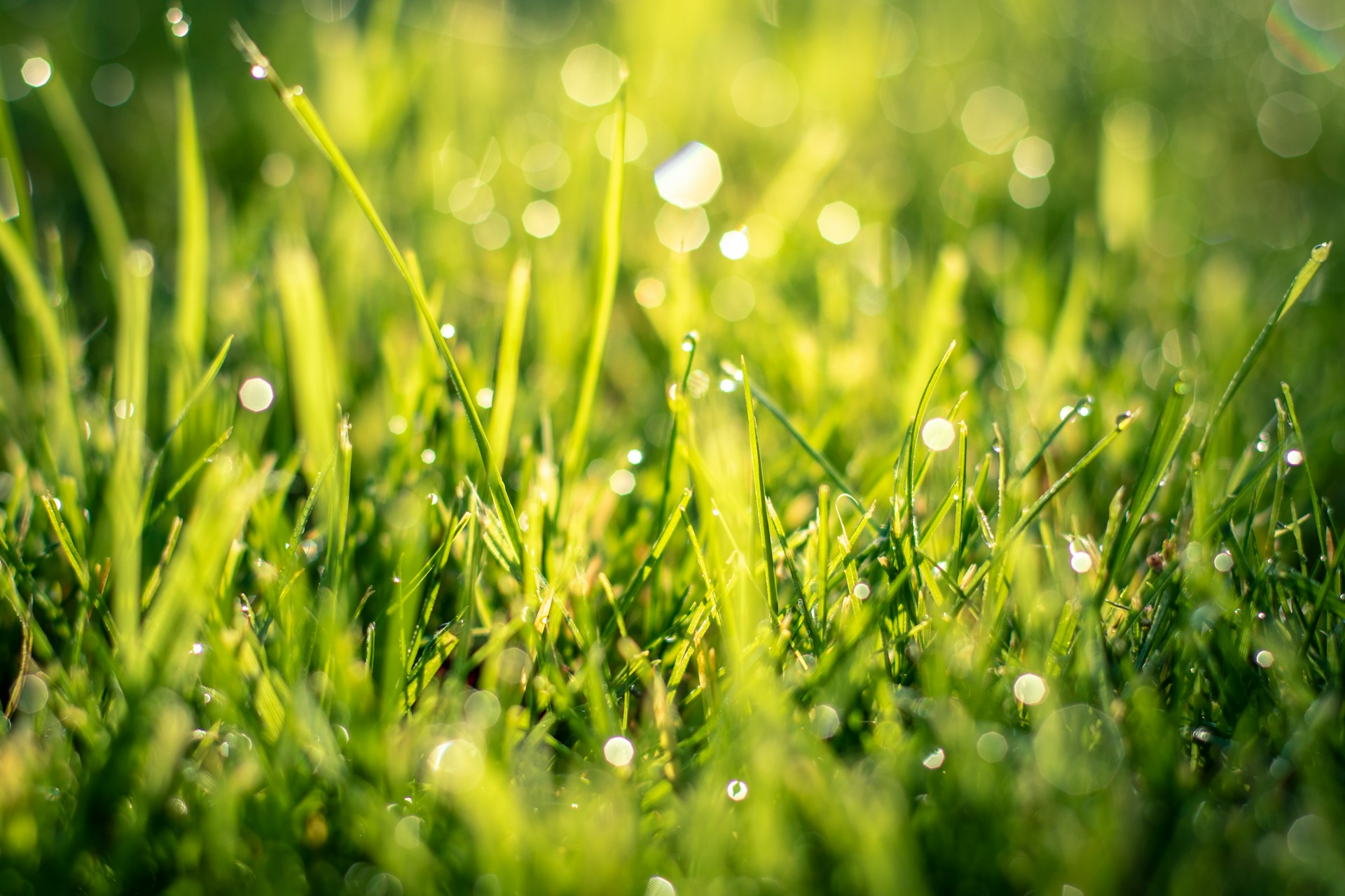 Sod vs. Seed: Choosing the Best Option for Your Lawn